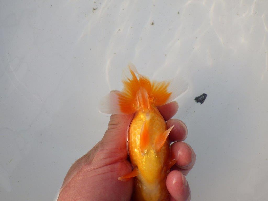 【東大関系統 種にもお勧めの系統 】尾型、構えが良い 当歳らんちゅう 約12,5㎝ オス?