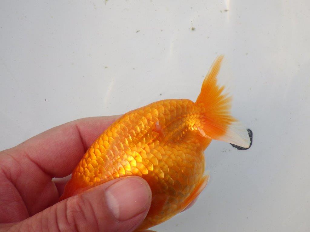 【東大関系統 種にもお勧めの系統 】尾型、構えが良い 当歳らんちゅう 約12,5㎝ オス?