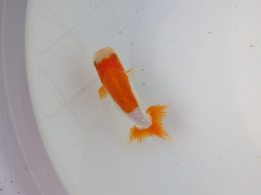 【東大関系統 種にもお勧めの系統 】背が綺麗で水槽映え 当歳らんちゅう 約13㎝ オス?