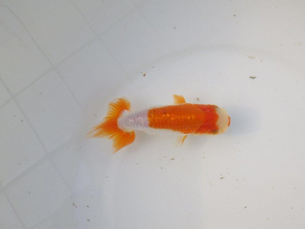 【東大関系統 種にもお勧めの系統 】背が綺麗で水槽映え 当歳らんちゅう 約13㎝ オス?