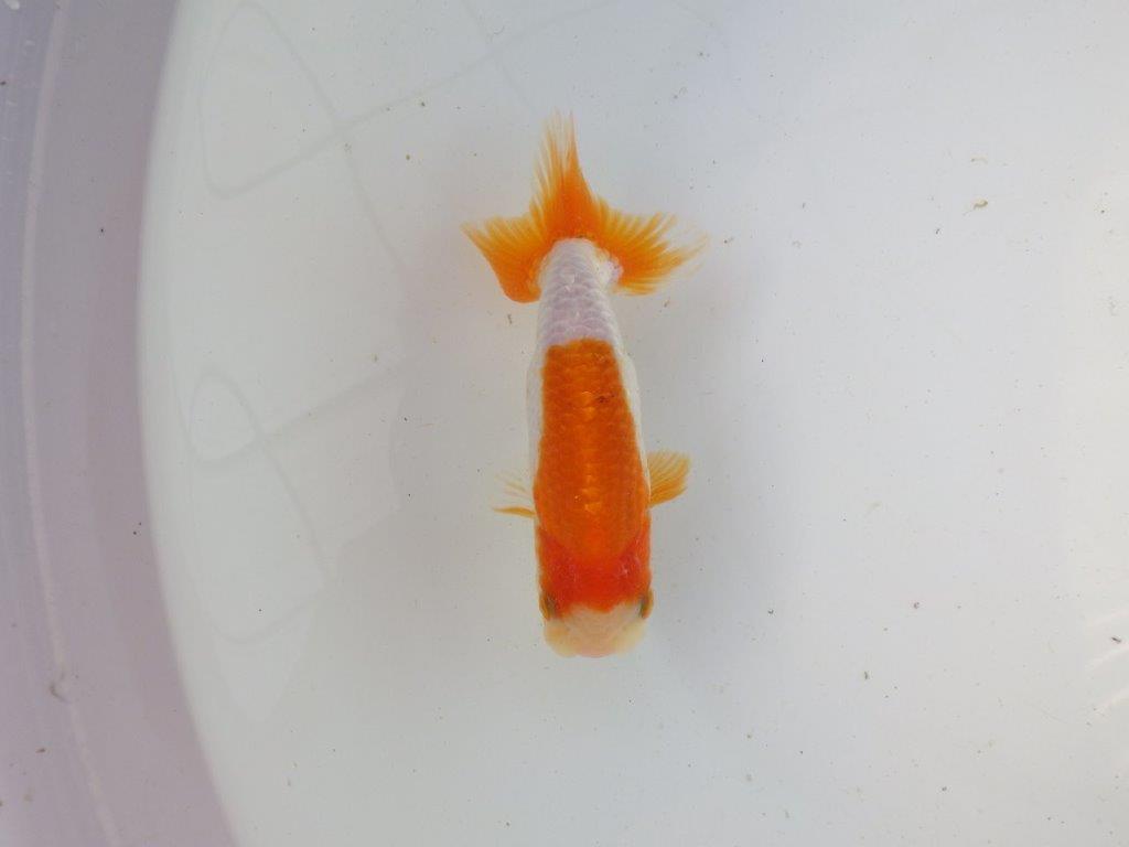 【東大関系統 種にもお勧めの系統 】背が綺麗で水槽映え 当歳らんちゅう 約13㎝ オス?