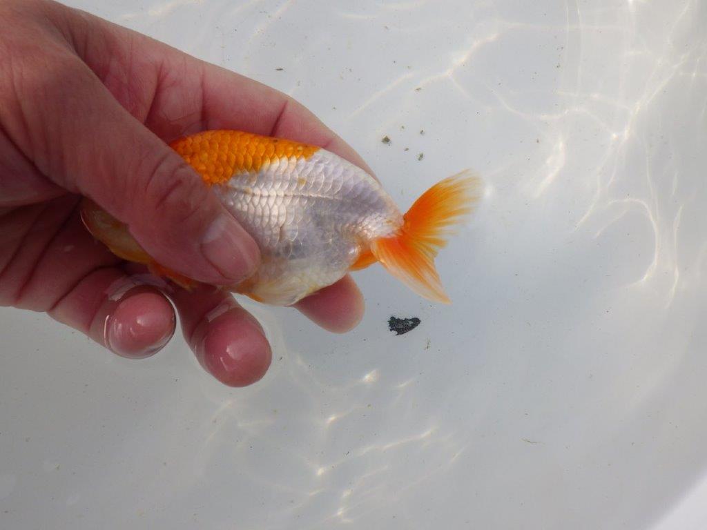 【東大関系統 種にもお勧めの系統 】背が綺麗で水槽映え 当歳らんちゅう 約13㎝ オス?