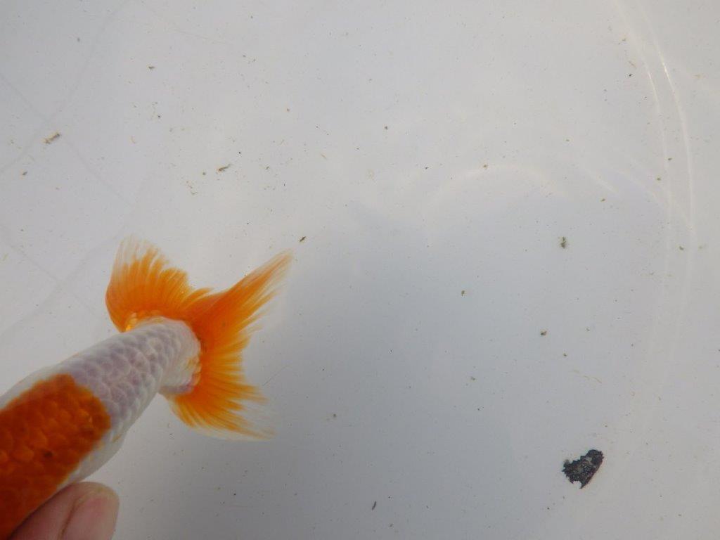 【東大関系統 種にもお勧めの系統 】背が綺麗で水槽映え 当歳らんちゅう 約13㎝ オス?