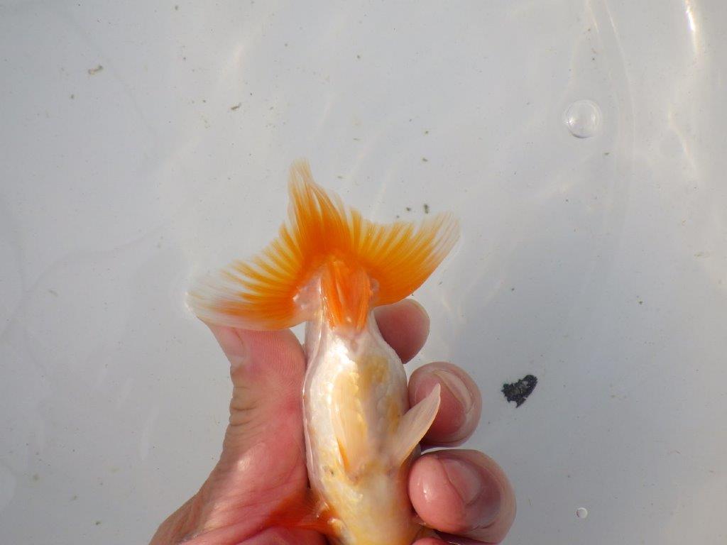 【東大関系統 種にもお勧めの系統 】背が綺麗で水槽映え 当歳らんちゅう 約13㎝ オス?