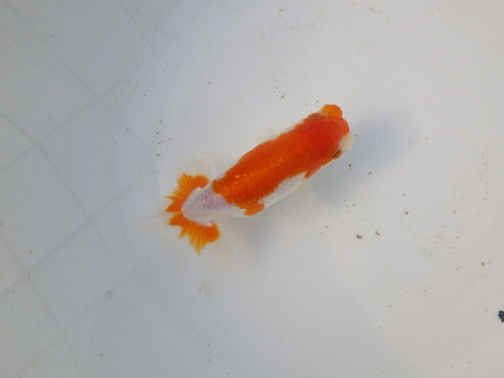 【東大関系統 種にもお勧めの系統 】美しい柄の更紗水槽映え 当歳らんちゅう 約13,5㎝ オス?