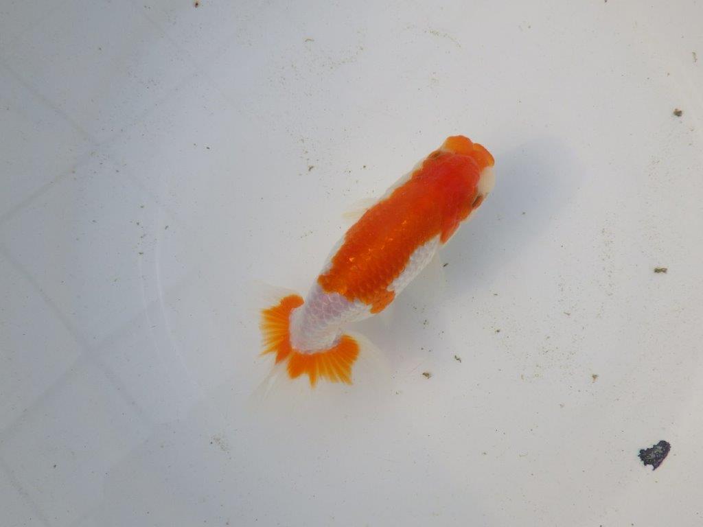 【東大関系統 種にもお勧めの系統 】美しい柄の更紗水槽映え 当歳らんちゅう 約13,5㎝ オス?