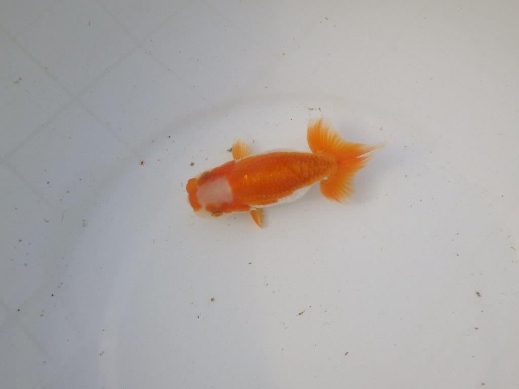 【東大関系統 種にもお勧めの系統 】尾型、構えが素晴らしい 当歳らんちゅう 約11㎝ オス?