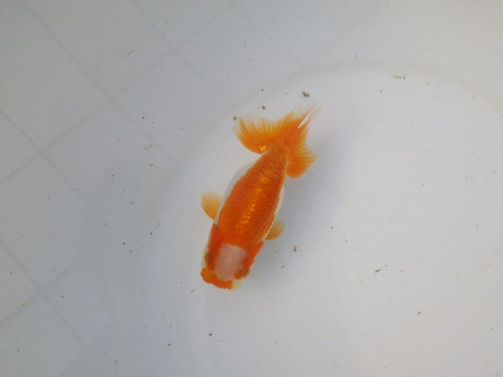 【東大関系統 種にもお勧めの系統 】尾型、構えが素晴らしい 当歳らんちゅう 約11㎝ オス?