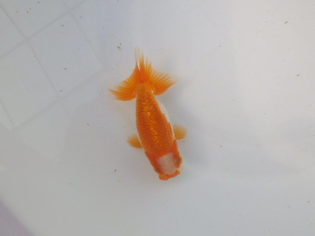 【東大関系統 種にもお勧めの系統 】尾型、構えが素晴らしい 当歳らんちゅう 約11㎝ オス?