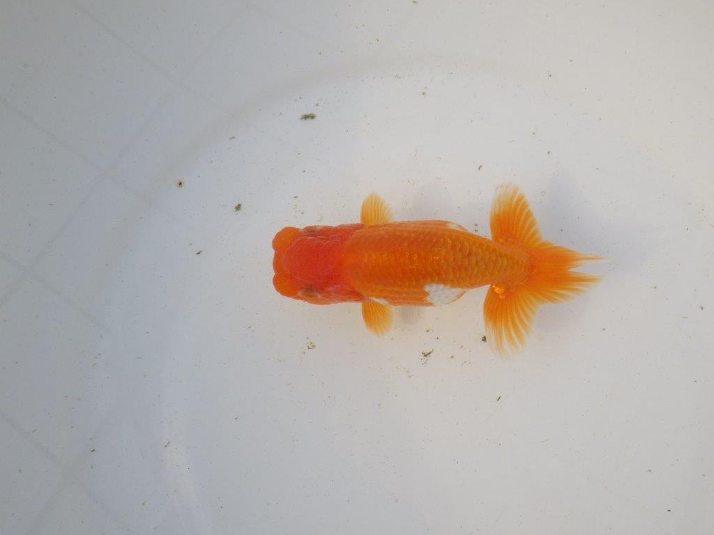 【東大関系統 種にもお勧めの系統 】全体的に雰囲気の良い 当歳らんちゅう 約12,5㎝ オス?