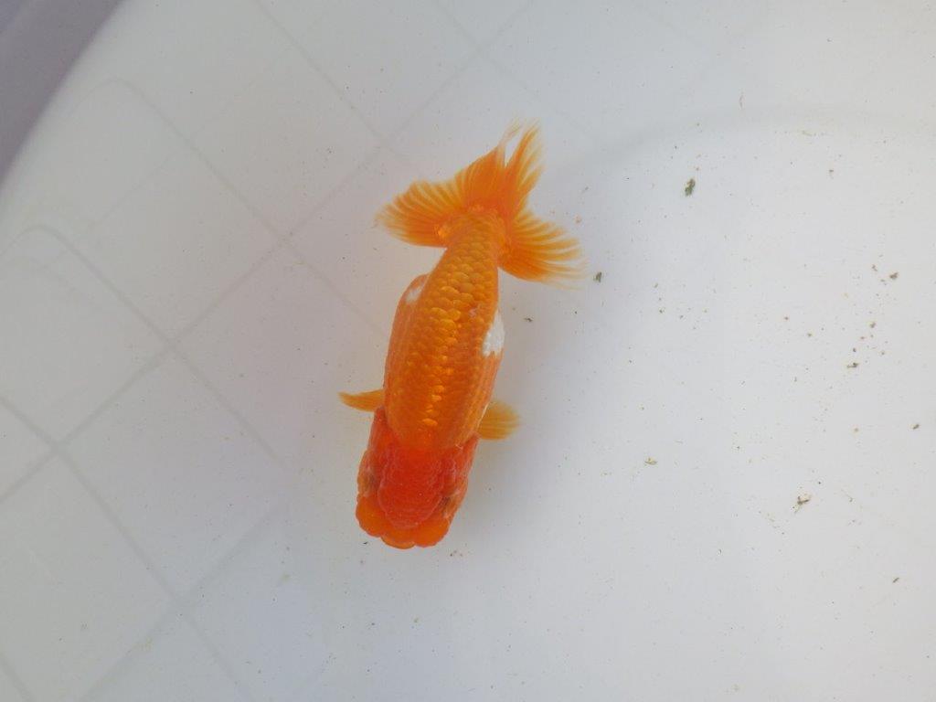 【東大関系統 種にもお勧めの系統 】全体的に雰囲気の良い 当歳らんちゅう 約12,5㎝ オス?