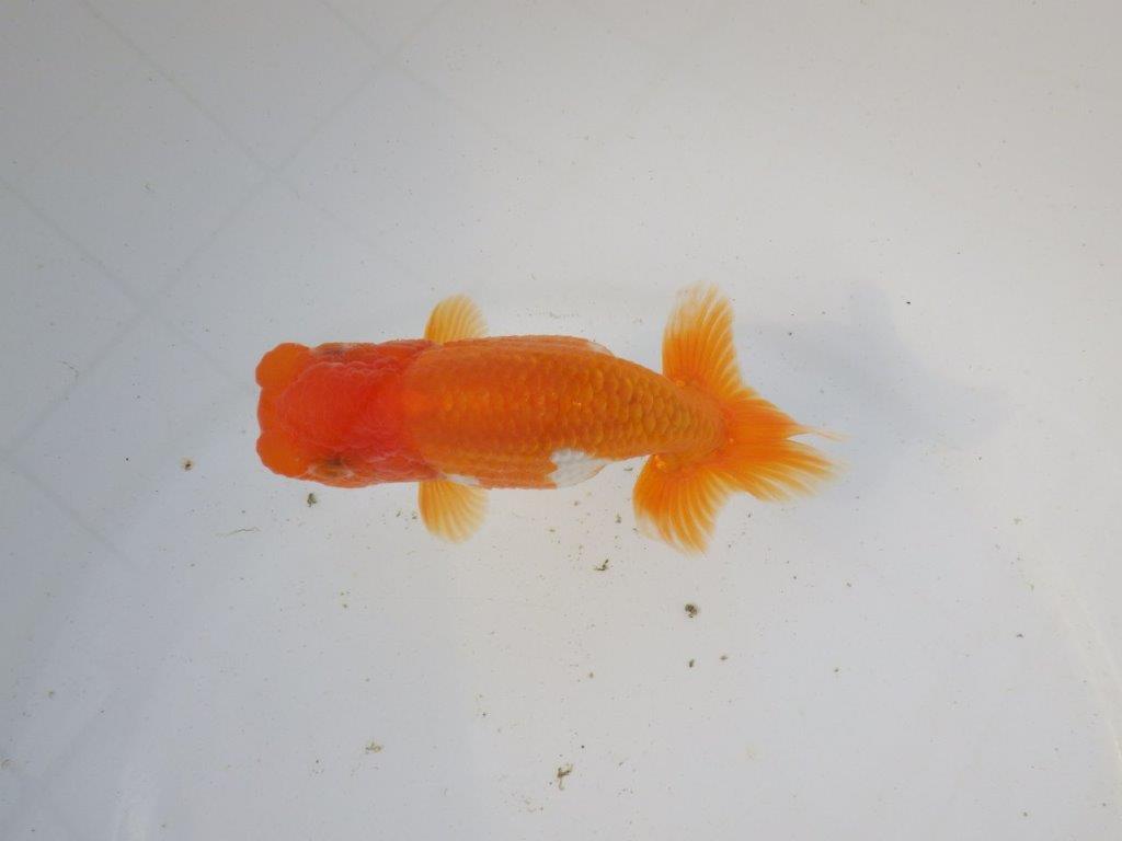 【東大関系統 種にもお勧めの系統 】全体的に雰囲気の良い 当歳らんちゅう 約12,5㎝ オス?