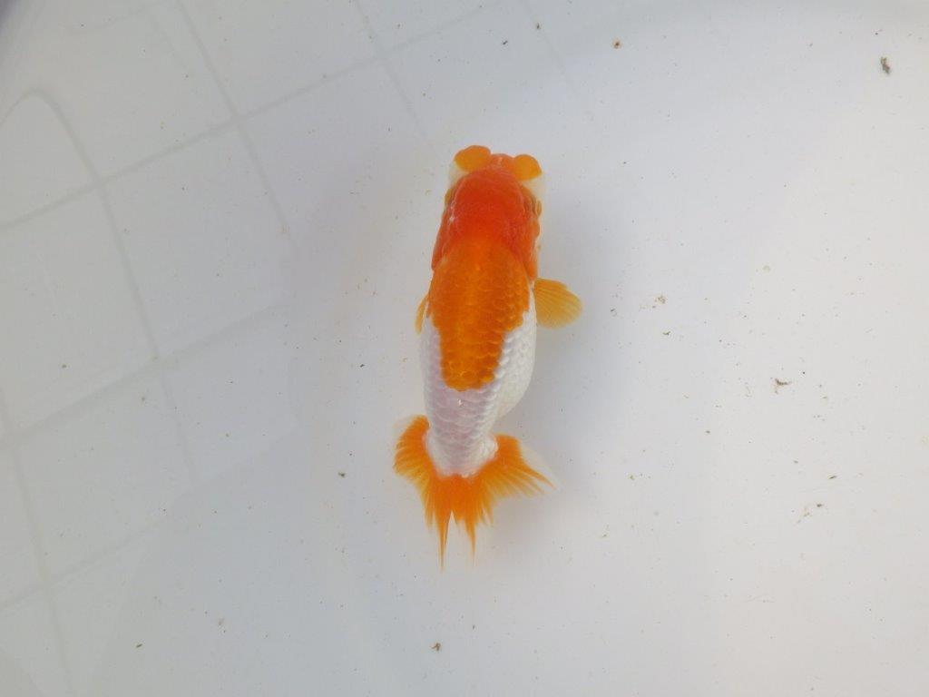 【東大関系統 種にもお勧めの系統 】飼い込みお勧め 当歳らんちゅう 約13㎝ オス?