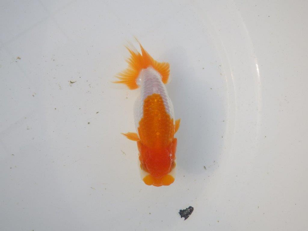 【東大関系統 種にもお勧めの系統 】飼い込みお勧め 当歳らんちゅう 約13㎝ オス?