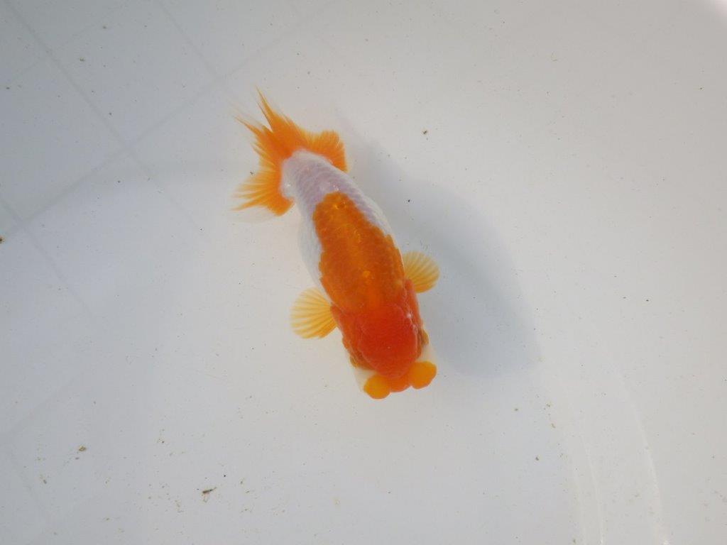 【東大関系統 種にもお勧めの系統 】飼い込みお勧め 当歳らんちゅう 約13㎝ オス?