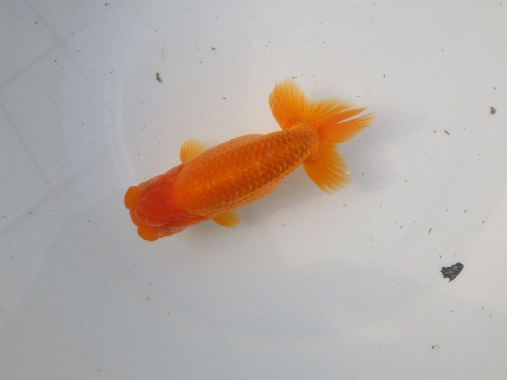 【東大関系統 種にもお勧めの系統 】二歳魚つくりに! 当歳らんちゅう 約14㎝ オス?