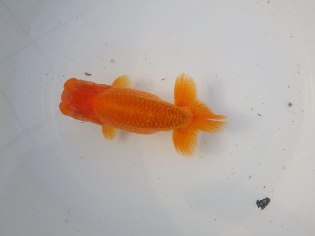 【東大関系統 種にもお勧めの系統 】二歳魚つくりに! 当歳らんちゅう 約14㎝ オス?