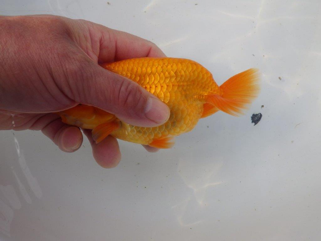 【東大関系統 種にもお勧めの系統 】二歳魚つくりに! 当歳らんちゅう 約14㎝ オス?