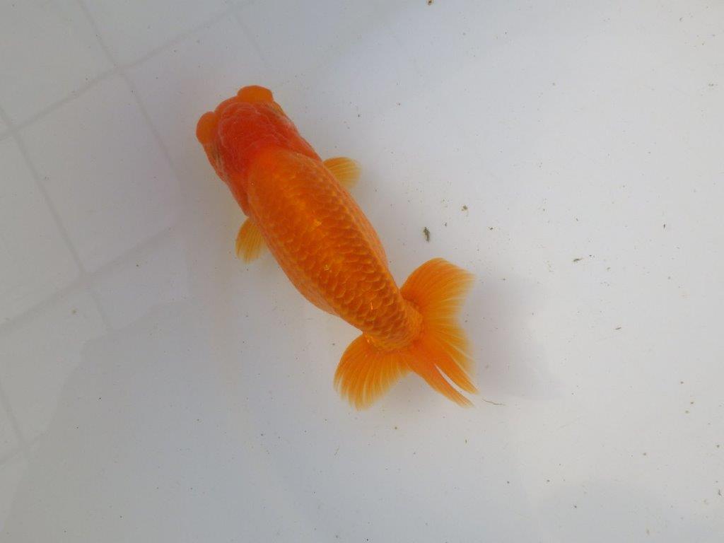 【東大関系統 種にもお勧めの系統 】二歳魚つくりに! 当歳らんちゅう 約14㎝ オス?