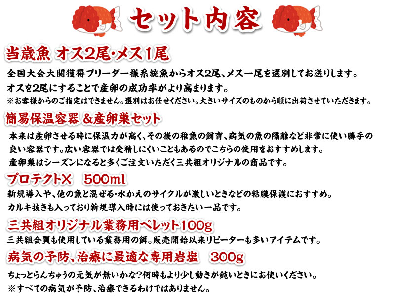 【産卵チャレンジ】はじめての産卵セット2026年!常勝系統魚でらんちゅう仔引きにチャレンジできます