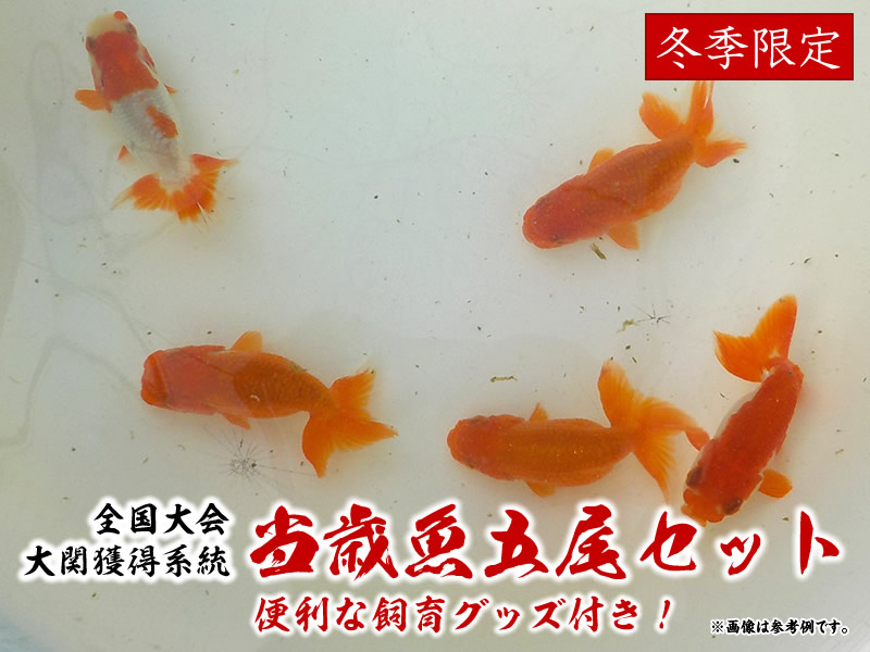 【限定残りわずか】大関獲得系統当歳魚お任せ5尾セット 便利な飼育グッズ付き！の上身