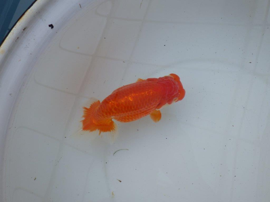 【浜松 茂木 彰 氏】今後が楽しみな逸品魚 種にもお勧めらんちゅう 約15,5㎝ メス?