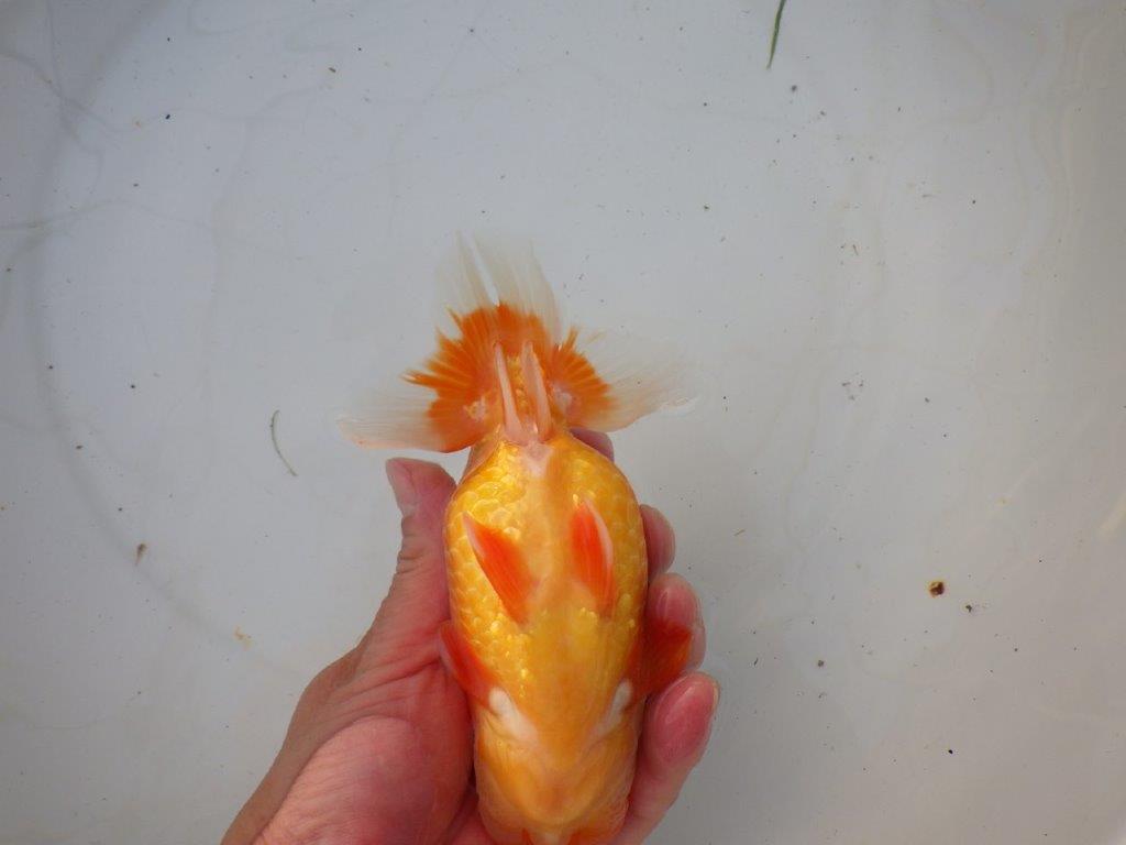 【浜松 茂木 彰 氏】今後が楽しみな逸品魚 種にもお勧めらんちゅう 約15,5㎝ メス?