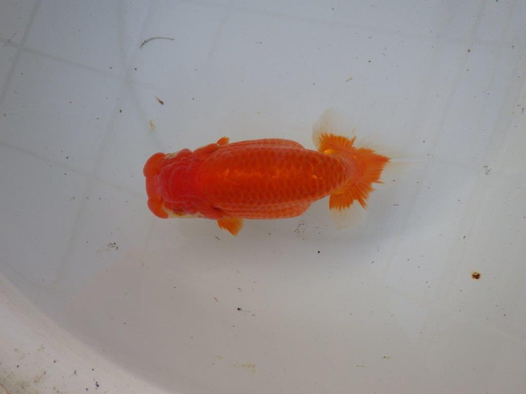 【浜松 茂木 彰 氏】今後が楽しみな逸品魚 種にもお勧めらんちゅう 約15,5㎝ メス?