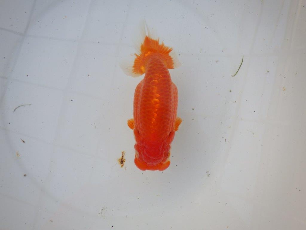 【浜松 茂木 彰 氏】今後が楽しみな逸品魚 種にもお勧めらんちゅう 約15,5㎝ メス?