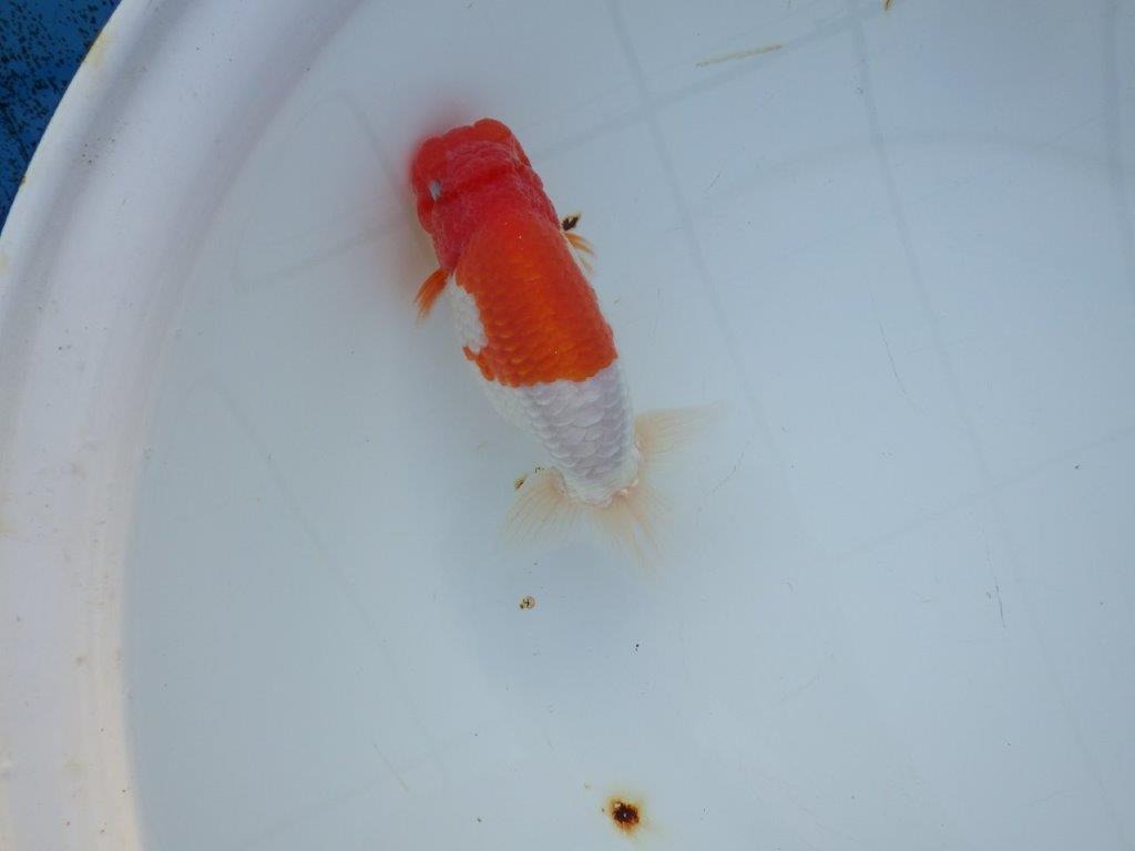 【浜松 浜松 鈴木 善彦 氏】紅白の綺麗な更紗でご鑑賞お勧めらんちゅう 約15,5㎝