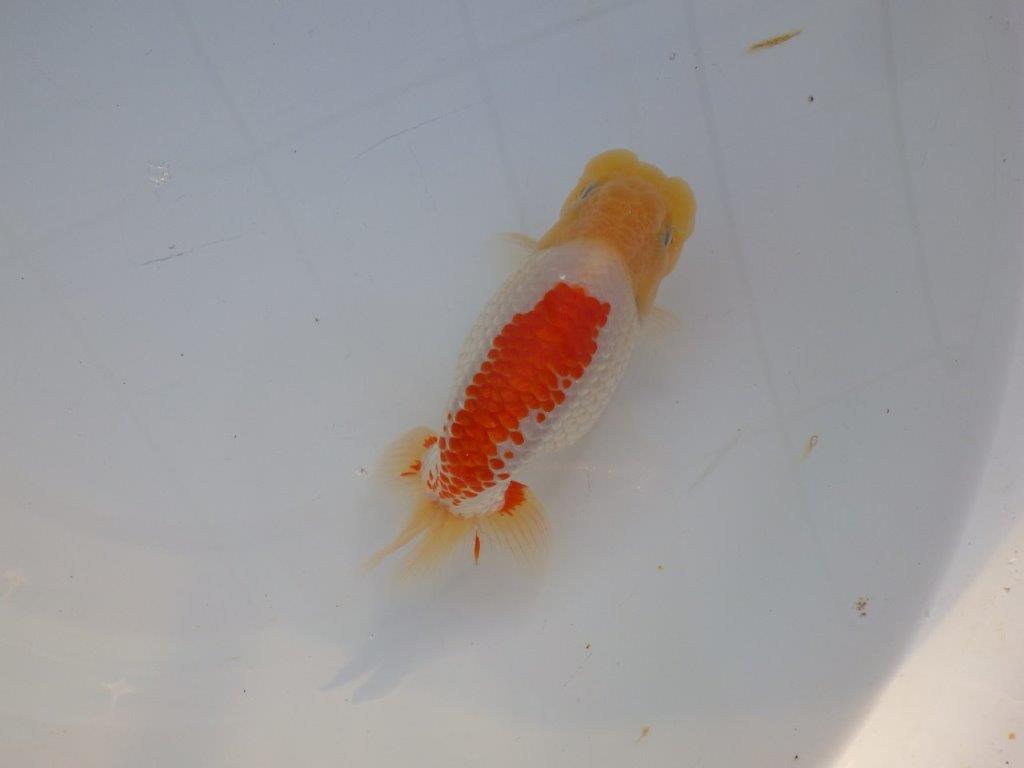 【浜松 浜松 鈴木 善彦 氏】カナコ系の柄が美しく映えるらんちゅう 約15,5㎝ オス?