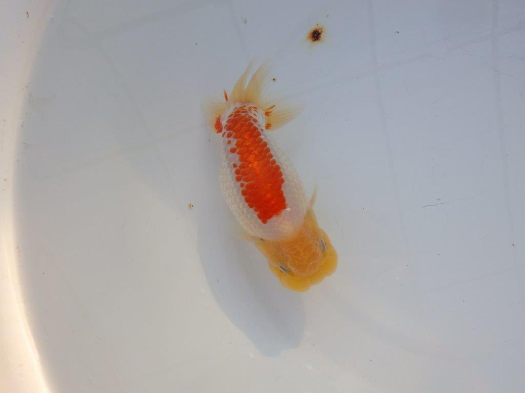 【浜松 浜松 鈴木 善彦 氏】カナコ系の柄が美しく映えるらんちゅう 約15,5㎝ オス?