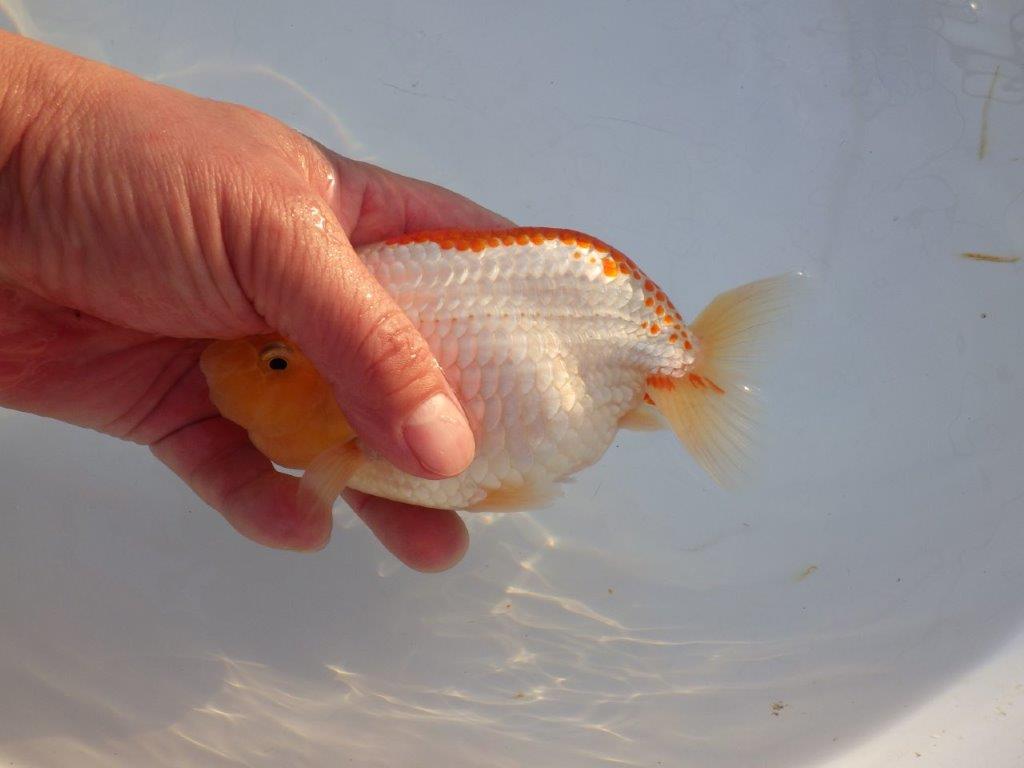【浜松 浜松 鈴木 善彦 氏】カナコ系の柄が美しく映えるらんちゅう 約15,5㎝ オス?