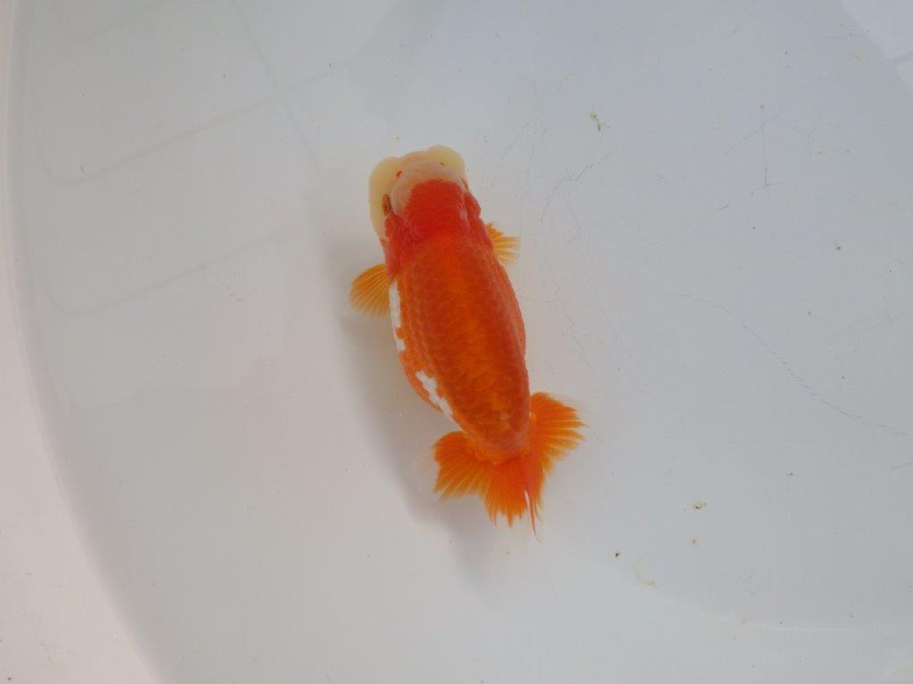 【浜松 杉本 敦彦 氏】超ベテラン実力派ブリーダーらんちゅうA 約12㎝ オス?