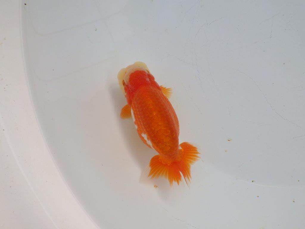 【浜松 杉本 敦彦 氏】超ベテラン実力派ブリーダーらんちゅうA 約12㎝ オス?