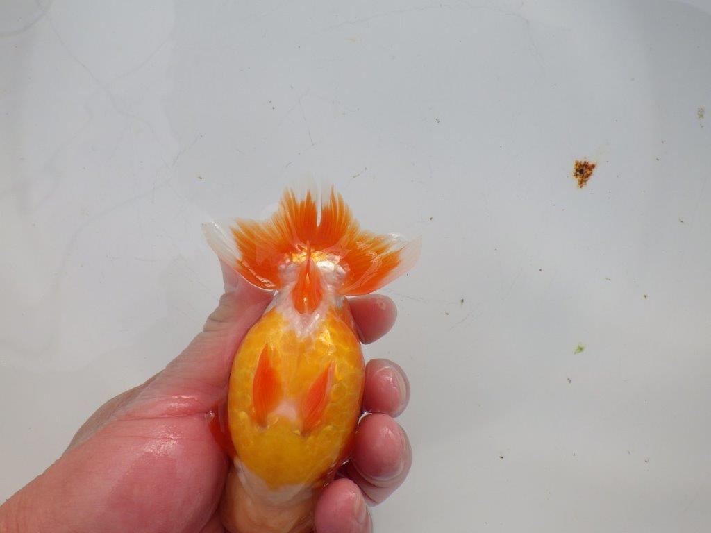 【浜松 杉本 敦彦 氏】超ベテラン実力派ブリーダーらんちゅうA 約12㎝ オス?