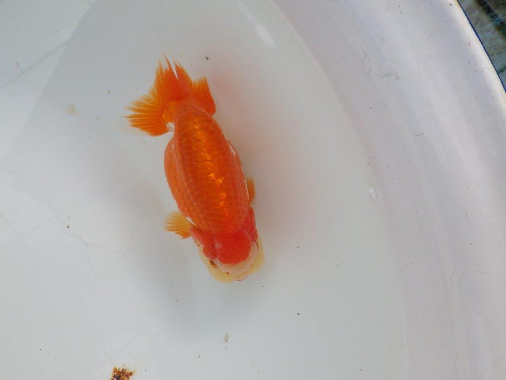 【浜松　杉本　敦彦　氏】超ベテラン実力派ブリーダーらんちゅうA　　約12㎝  オス?の上身