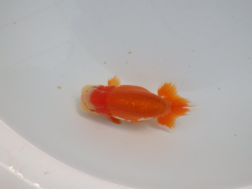 【浜松 杉本 敦彦 氏】超ベテラン実力派ブリーダーらんちゅうA 約12㎝ オス?