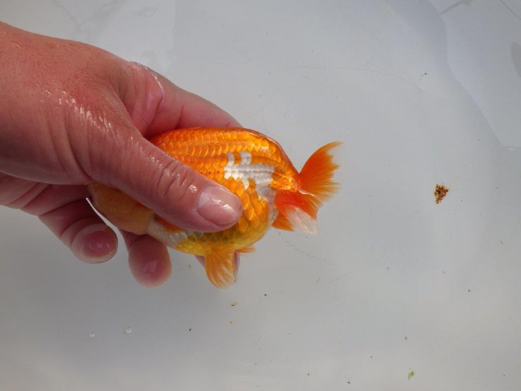 【浜松 杉本 敦彦 氏】超ベテラン実力派ブリーダーらんちゅうA 約12㎝ オス?