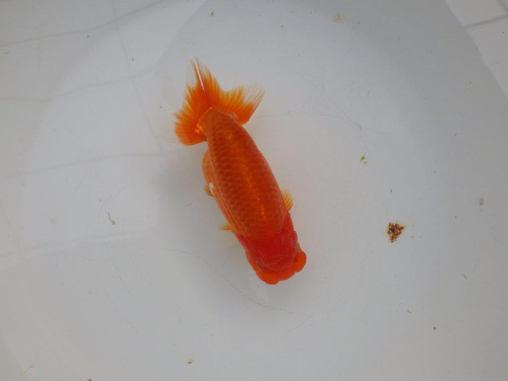 【浜松　杉本　敦彦　氏】超ベテラン実力派ブリーダーらんちゅうB　　約14㎝  メス?の上身