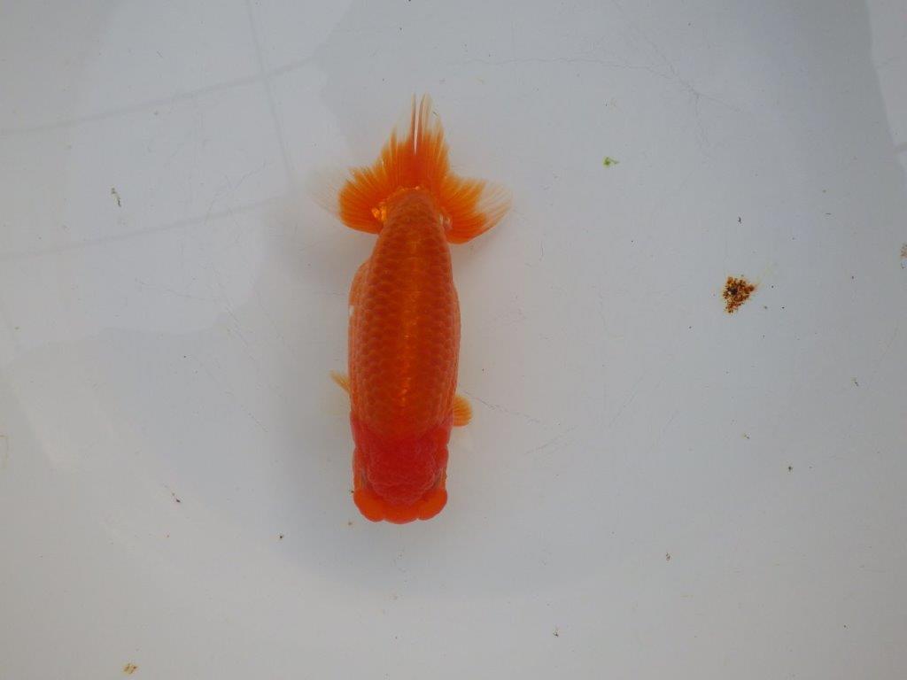 【浜松 杉本 敦彦 氏】超ベテラン実力派ブリーダーらんちゅうB 約14㎝ メス?