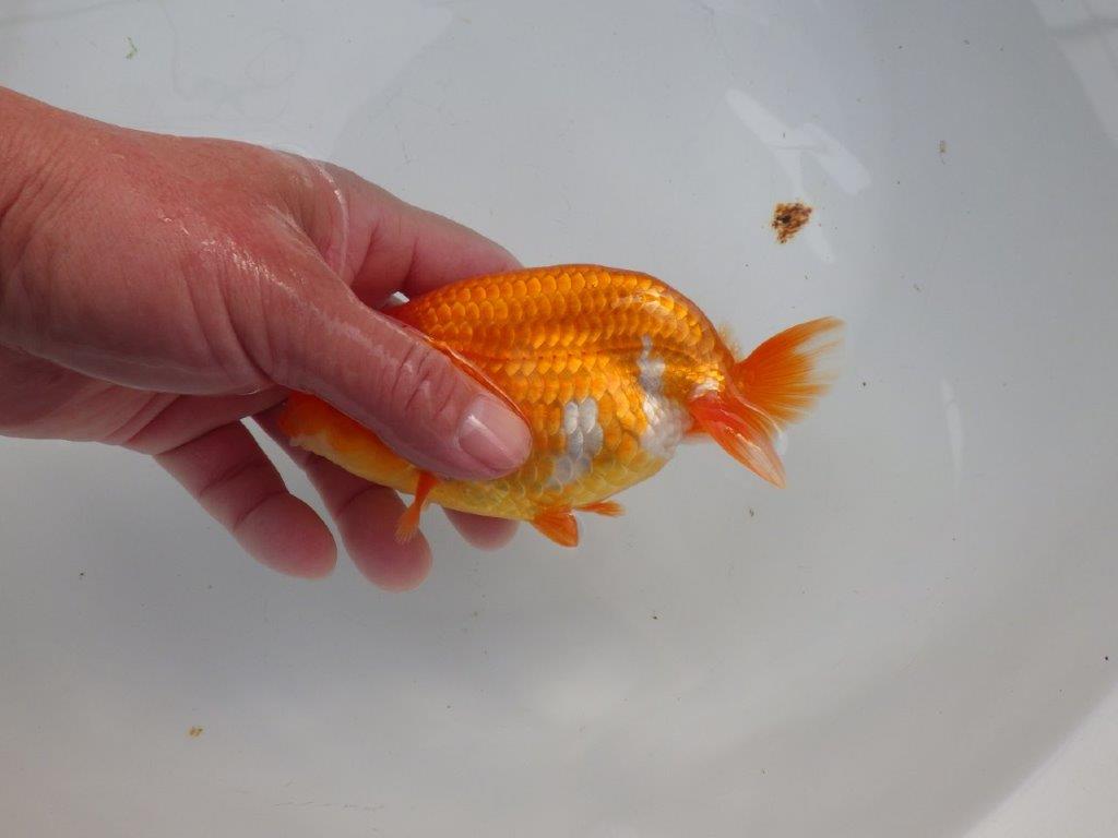 【浜松 杉本 敦彦 氏】超ベテラン実力派ブリーダーらんちゅうB 約14㎝ メス?