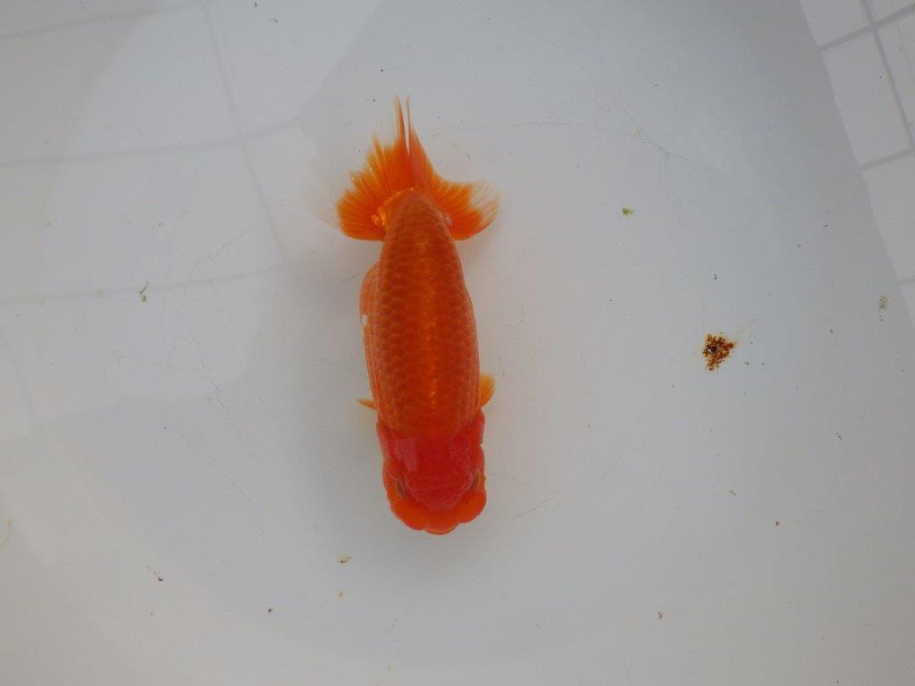 【浜松 杉本 敦彦 氏】超ベテラン実力派ブリーダーらんちゅうB 約14㎝ メス?