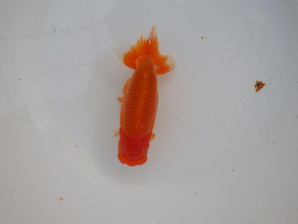 【浜松 杉本 敦彦 氏】超ベテラン実力派ブリーダーらんちゅうB 約14㎝ メス?