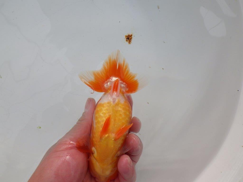 【浜松 杉本 敦彦 氏】超ベテラン実力派ブリーダーらんちゅうB 約14㎝ メス?