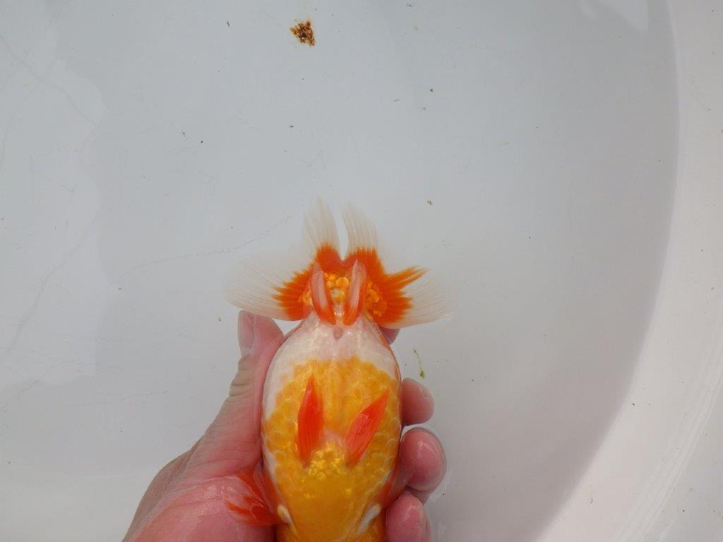 【浜松 杉本 敦彦 氏】超ベテラン実力派ブリーダーらんちゅうC 約15㎝ オス?