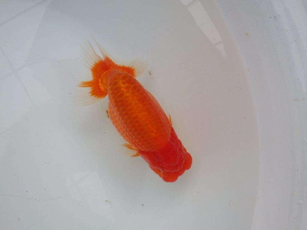 【浜松　杉本　敦彦　氏】超ベテラン実力派ブリーダーらんちゅうC　　約15㎝  オス?の上身