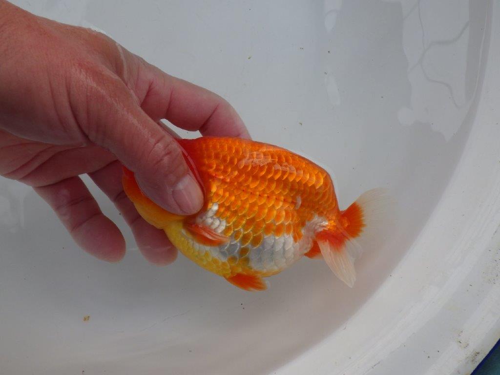 【浜松 杉本 敦彦 氏】超ベテラン実力派ブリーダーらんちゅうC 約15㎝ オス?