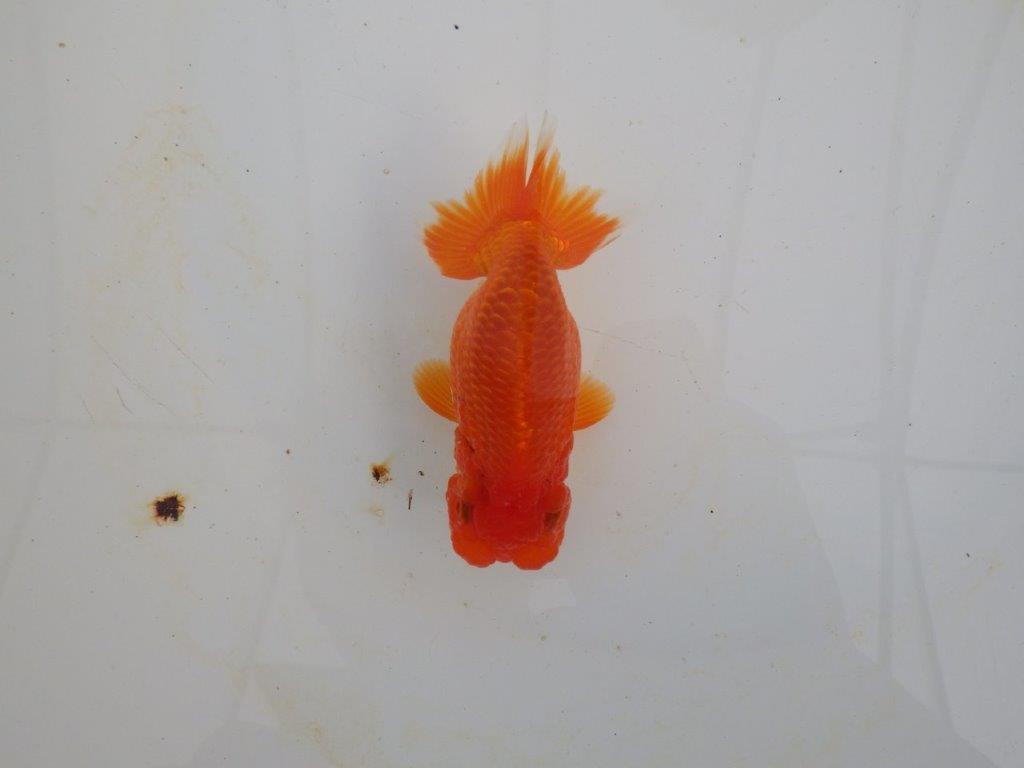 【浜松 高林 優 氏】可愛いフンタンらんちゅう 約11㎝ オス?