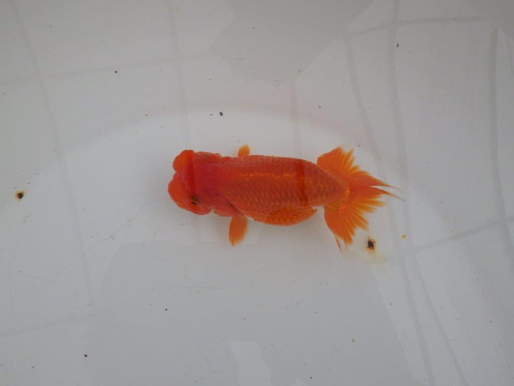 【浜松 高林 優 氏】可愛いフンタンらんちゅう 約11㎝ オス?